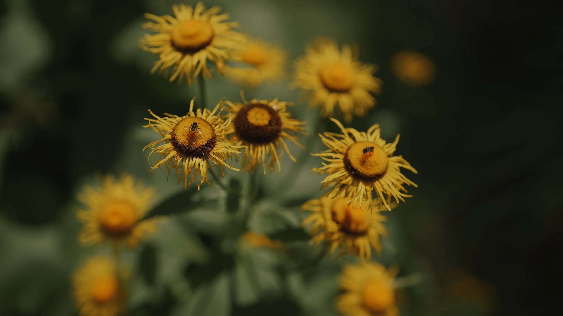A&W - klimatyczne wesele w Sadach w Albigowej - klimatyczne wesele w sadach w albigowej 015