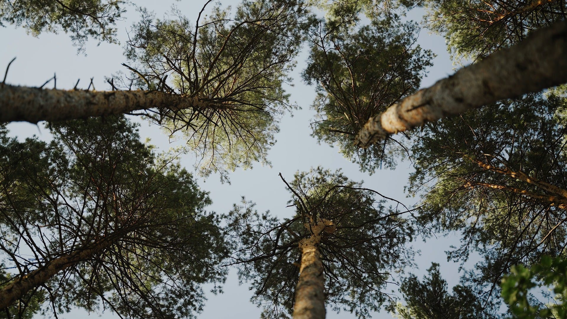 A&W - klimatyczne wesele w Sadach w Albigowej - klimatyczne wesele w sadach w albigowej 019